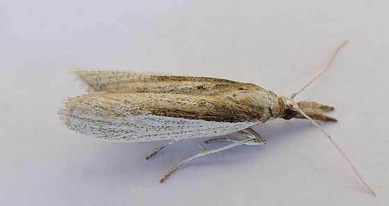 Peoria opacella