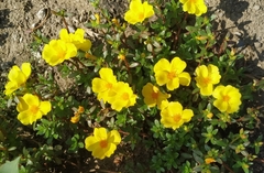 Portulaca