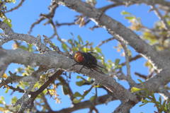 Chrysomya marginalis