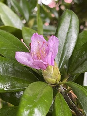 Rhododendron × hybridum