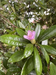 Rhododendron × hybridum