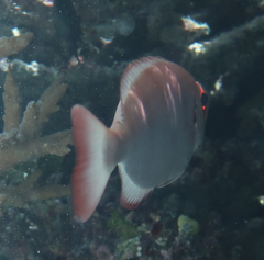 Priacanthus