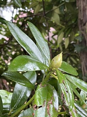 Rhododendron × hybridum