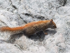Tamiasciurus hudsonicus abieticola