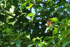 Charaxes bernardus