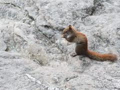Tamiasciurus hudsonicus abieticola