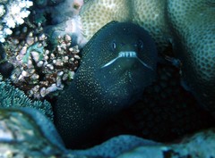 Gymnothorax meleagris