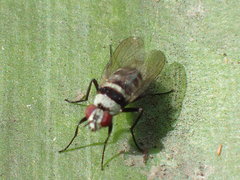 Anthomyia medialis
