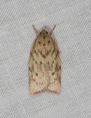 Euchaetis
