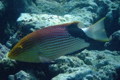 Bodianus loxozonus