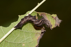 Perigea xanthioides