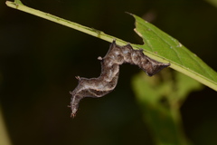 Perigea xanthioides