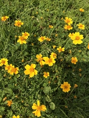 Bidens anthemoides