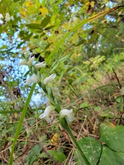 Spiranthes ochroleuca