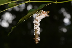 Ceratomia undulosa