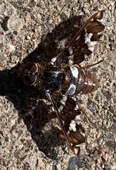 Exoprosopa caliptera