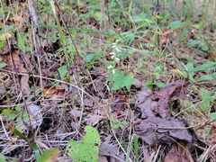 Spiranthes ochroleuca