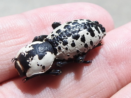 Zopherus nodulosus photo 5