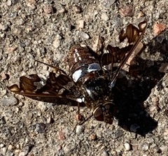 Exoprosopa caliptera