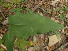 Silphium brachiatum