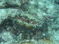 Tridacna derasa