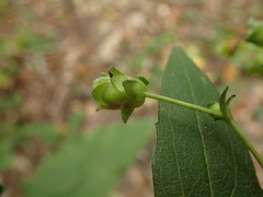 Silphium brachiatum