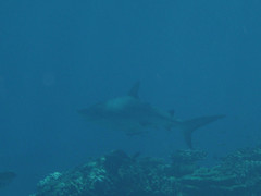 Carcharhinus amblyrhynchos