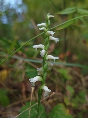 Spiranthes ochroleuca