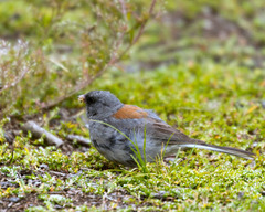 Junco hyemalis caniceps