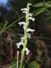 Spiranthes ochroleuca