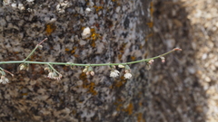Eriogonum apiculatum
