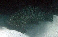 Epinephelus polyphekadion