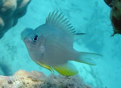 Amblyglyphidodon orbicularis