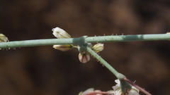 Eriogonum apiculatum