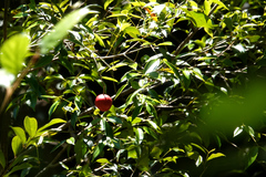 Syzygium hodgkinsoniae