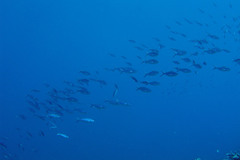 Caesio caerulaurea