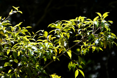 Syzygium hodgkinsoniae