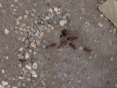 Pogonomyrmex californicus