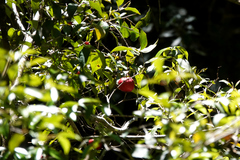 Syzygium hodgkinsoniae