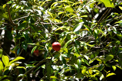 Syzygium hodgkinsoniae