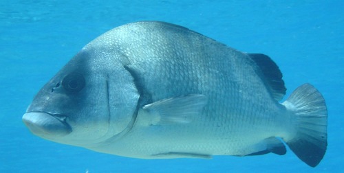 Harry hotlips (Plectorhinchus gibbosus) — Haemulidae — 3