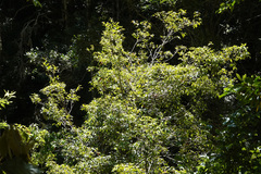 Syzygium hodgkinsoniae