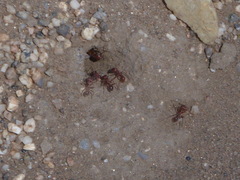 Pogonomyrmex californicus