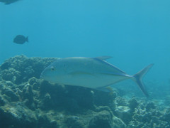 Caranx melampygus