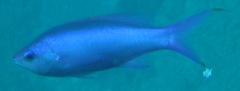 Mirolabrichthys pascalus