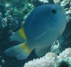 Pomacentrus lepidogenys