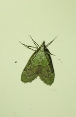 Heteromicta poeodes