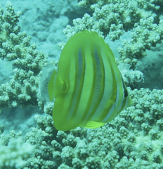 Chaetodon rainfordi