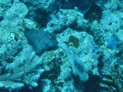 Cirripectes stigmaticus