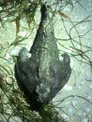Ogcocephalus cubifrons